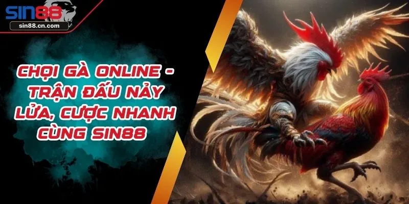 Chọi Gà Online - Trận Đấu Nảy Lửa, Cược Nhanh Cùng SIN88 