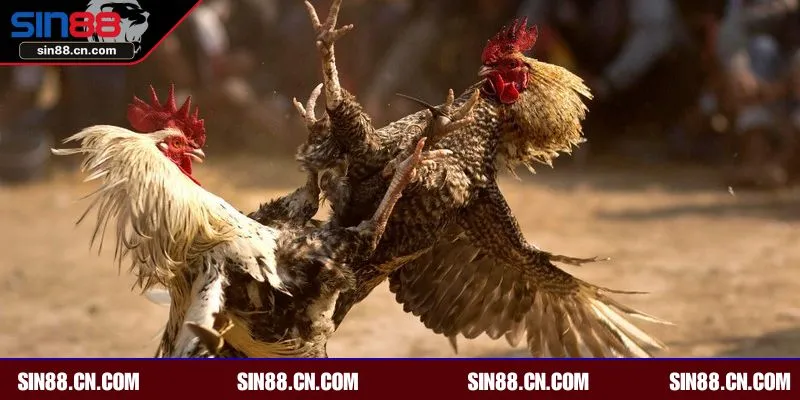 Mẹo chơi đá gà Thomo hiệu quả anh em có thể áp dụng tại SIN88 