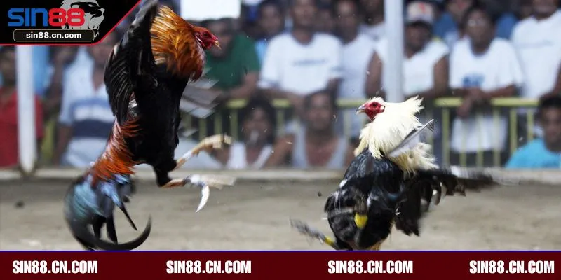 Top loại hình không nên bỏ lỡ khi đến với chọi gà online tại SIN88 